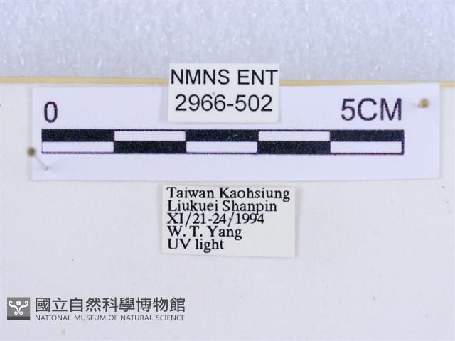 閃光苔蛾藏品圖，第3張