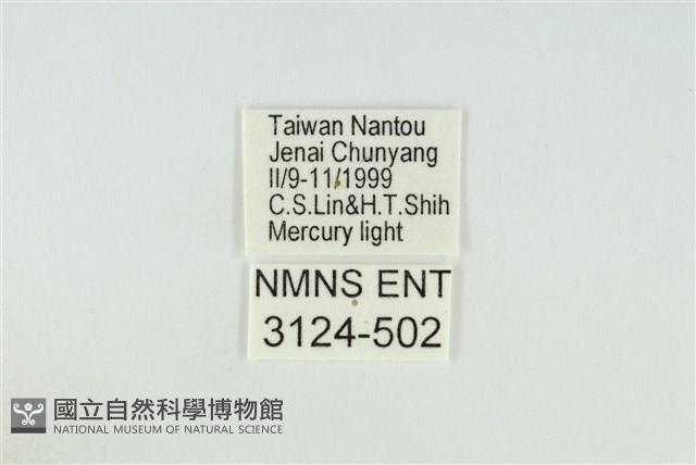 黑翅黃毒蛾藏品圖，第3張