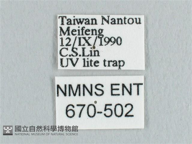 銀端帶鉤蛾藏品圖，第3張