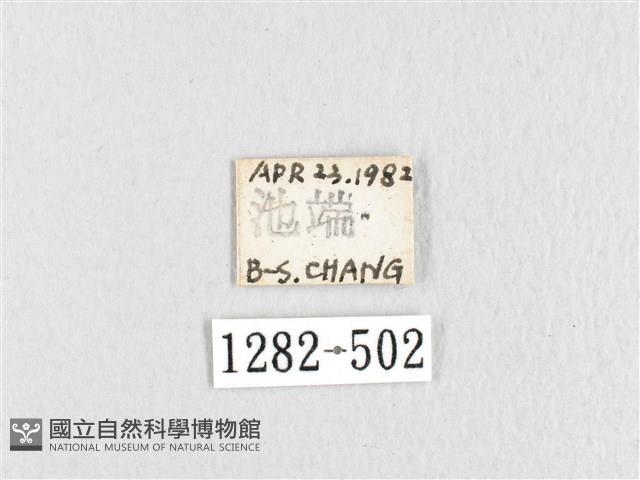 鋸紋枯葉蛾藏品圖，第3張