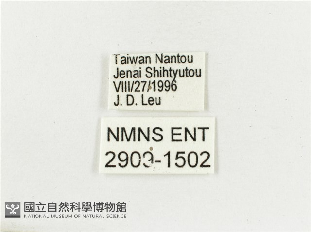 白斑蔭眼蝶藏品圖，第3張