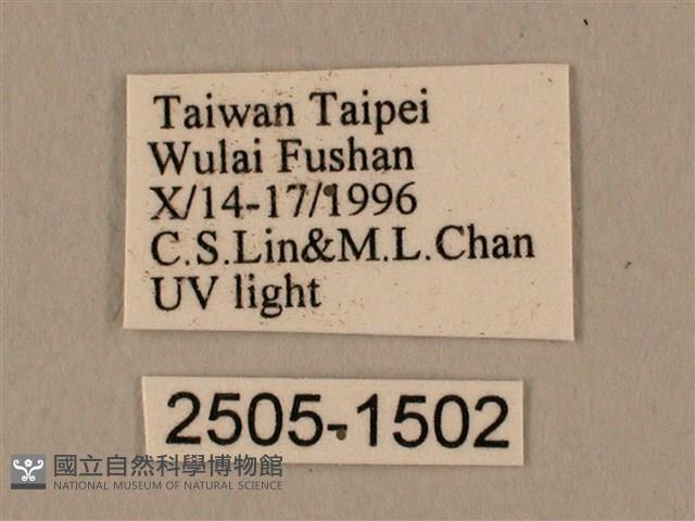 棕綠背線天蛾藏品圖，第3張