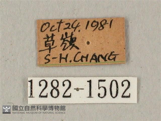 蝦殼天蛾藏品圖，第3張