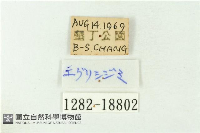凹翅紫灰蝶藏品圖，第3張