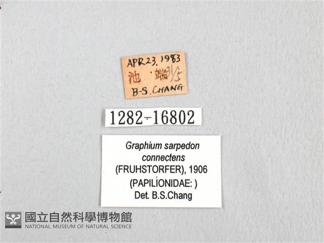 青帶鳳蝶藏品圖，第3張