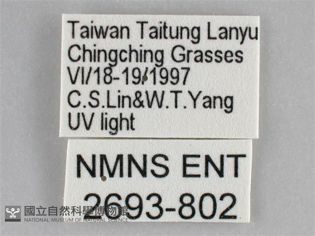 雙黃條天蛾藏品圖，第3張