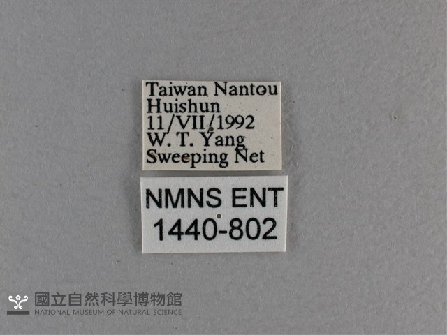 臺灣斑眼蝶藏品圖，第3張