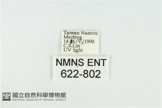 寬紋黃毒蛾藏品圖，第3張