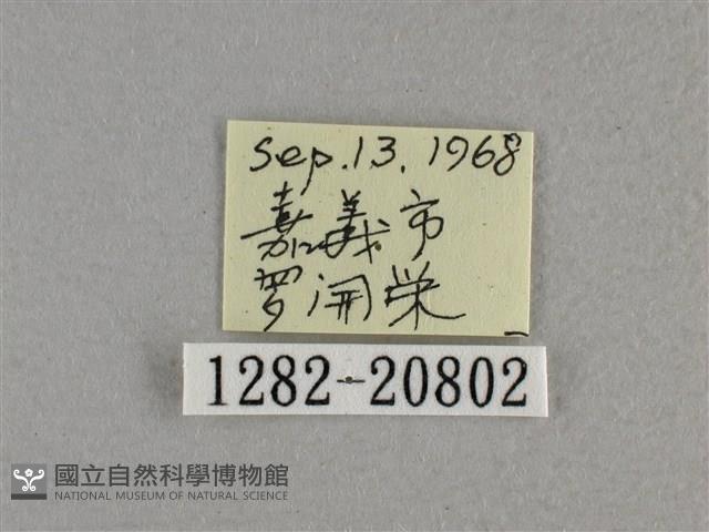 尖翅褐弄蝶藏品圖，第3張