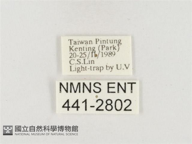 小白紋毒蛾藏品圖，第3張