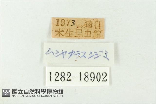 秀洒灰蝶藏品圖，第3張