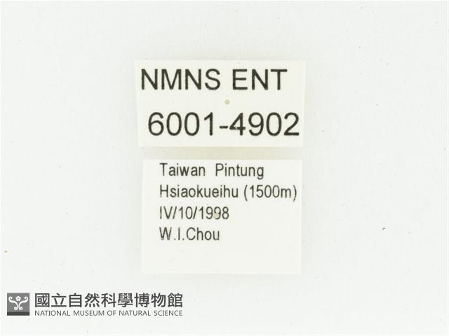 艷邊花金龜藏品圖，第2張