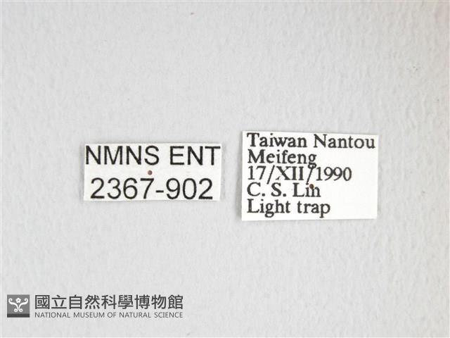 綠目天蠶蛾藏品圖，第3張