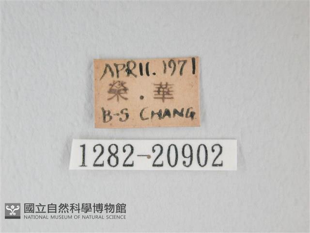 綠灰蝶埔里亞種藏品圖，第3張