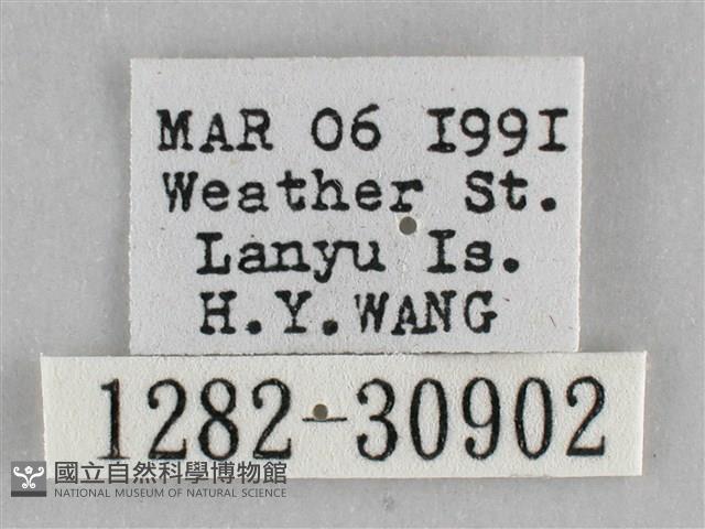 霜天蛾藏品圖，第3張