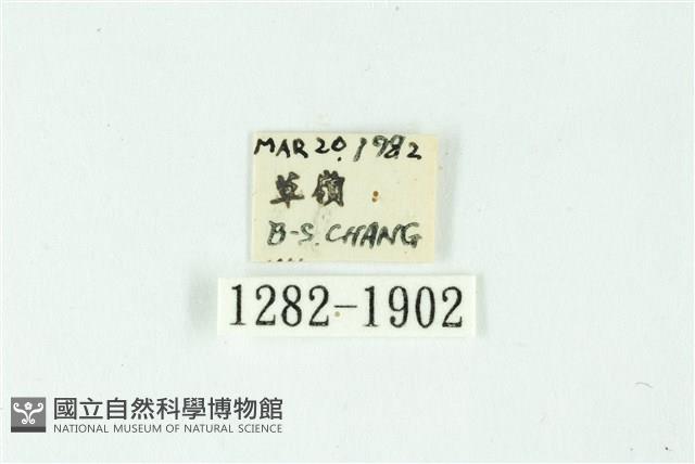 三條橙燈蛾藏品圖，第3張