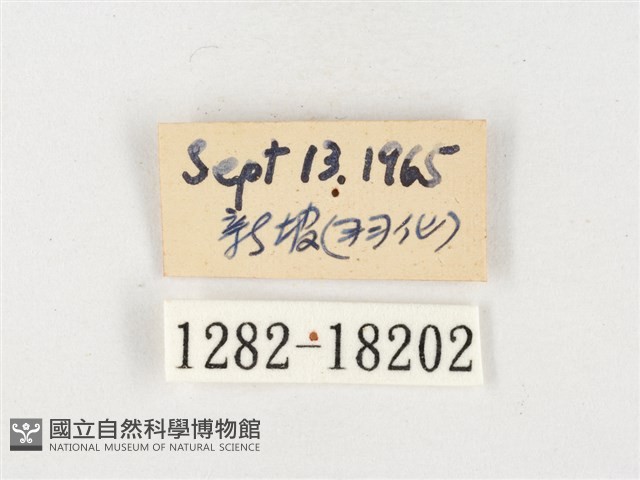 島嶼黃蝶、江崎黃蝶藏品圖，第3張