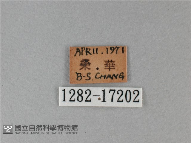 異紋帶蛺蝶藏品圖，第3張