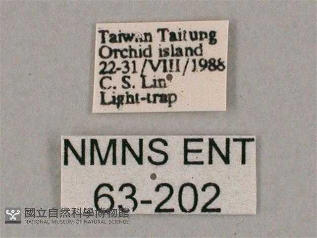 斜綠天蛾藏品圖，第3張