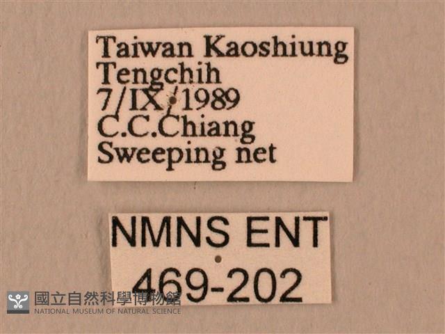 白星天蛾藏品圖，第3張