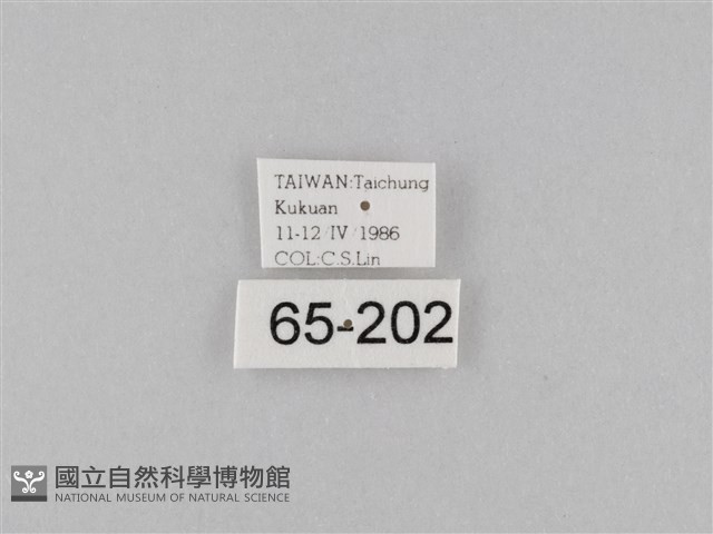 密紋波眼蝶藏品圖，第3張