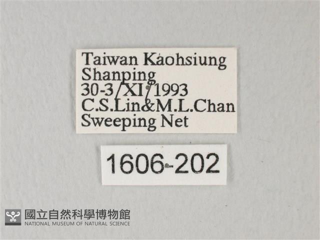 帶錨紋蛾藏品圖，第3張