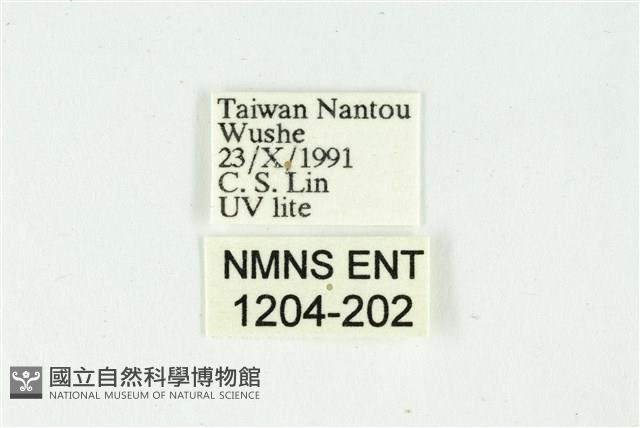 白斑散紋夜蛾藏品圖，第3張