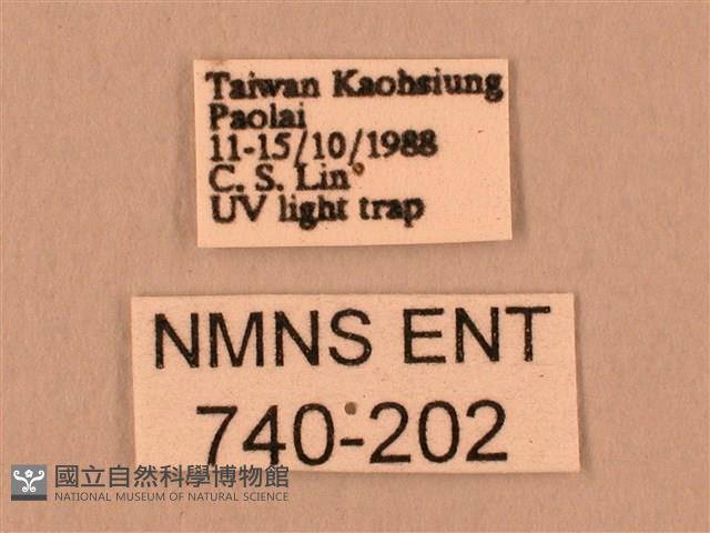 斜線天蛾藏品圖，第3張