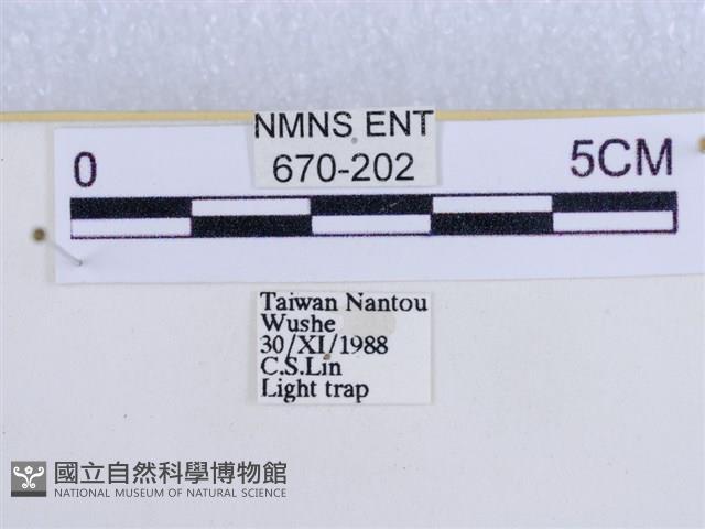 後凸蝶燈蛾藏品圖，第3張