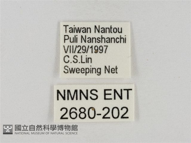 淡褐脈粉蝶藏品圖，第3張