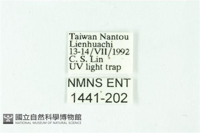 三條橙燈蛾藏品圖，第3張