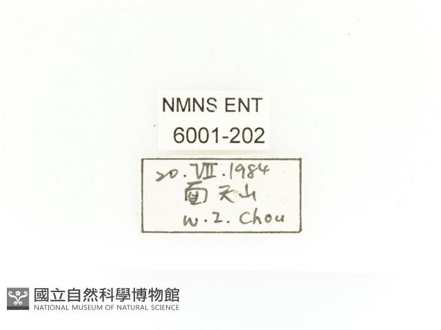 金艷騷金龜藏品圖，第2張