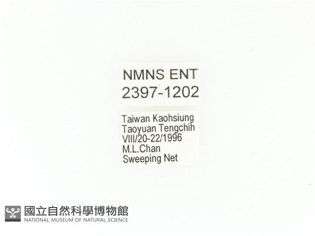 小扇角金龜藏品圖，第2張