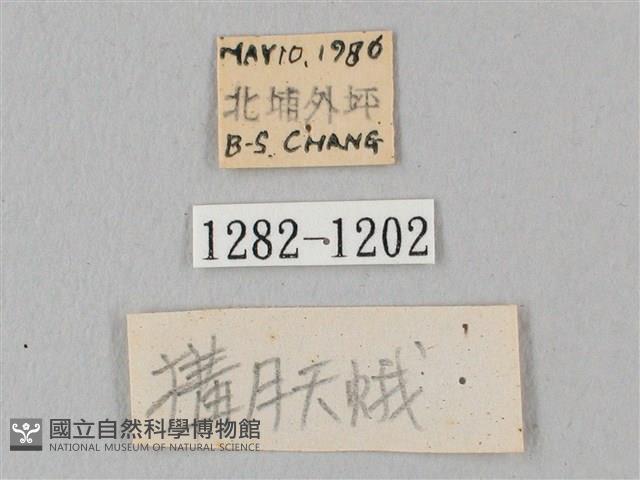 白點天蛾 藏品圖，第3張