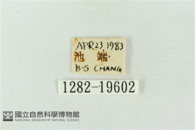 粉太波紋蛾藏品圖，第3張