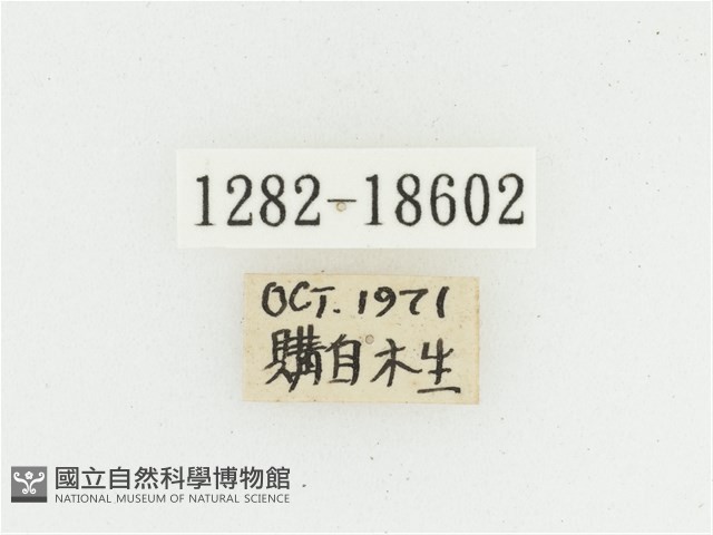 黑虎斑花金龜藏品圖，第2張