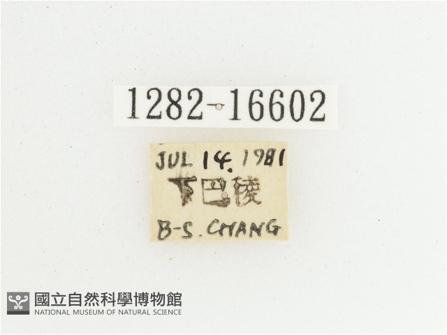 綠艷長腳花金龜藏品圖，第2張