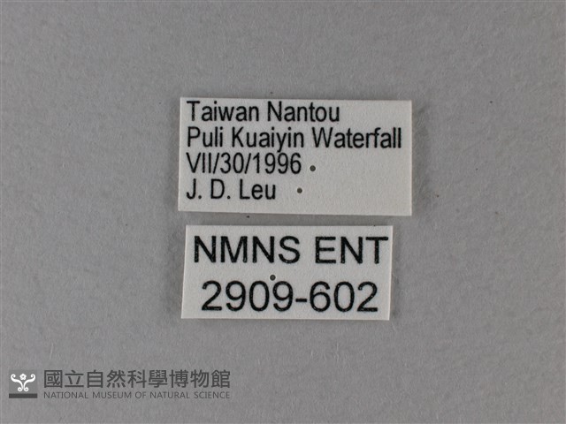 異紋帶蛺蝶藏品圖，第3張