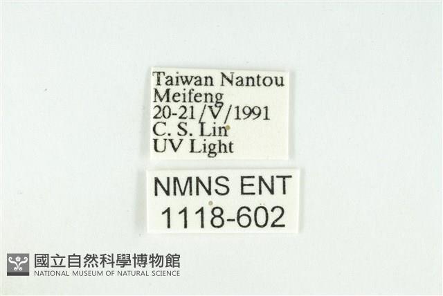 寬紋黃毒蛾藏品圖，第3張