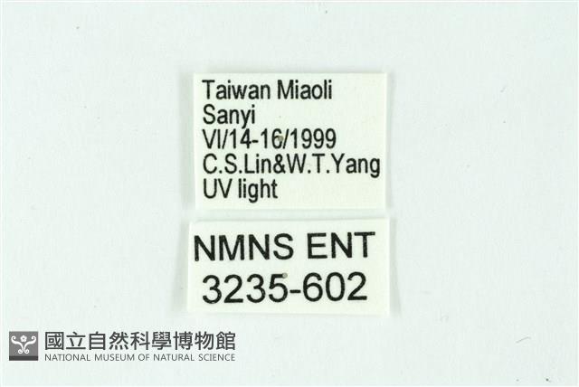 三條橙燈蛾藏品圖，第3張