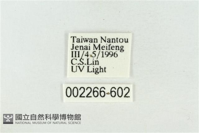 帶波紋蛾藏品圖，第3張