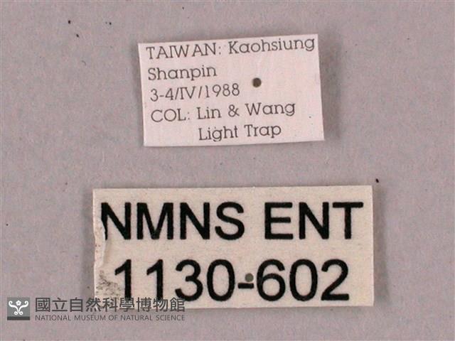 細斜紋霜天蛾藏品圖，第3張