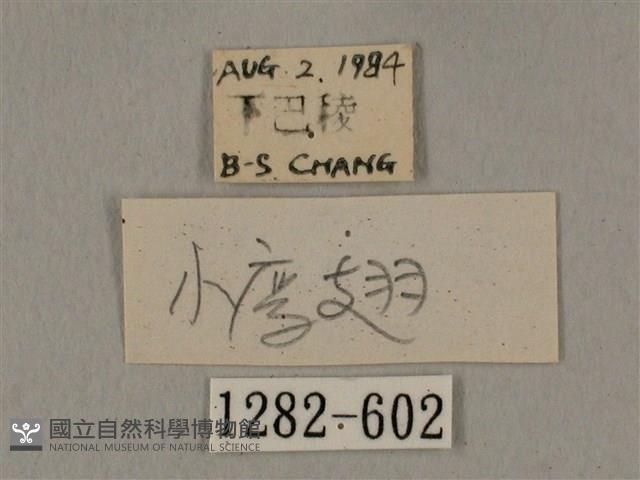 廣東鷹翅天蛾藏品圖，第3張