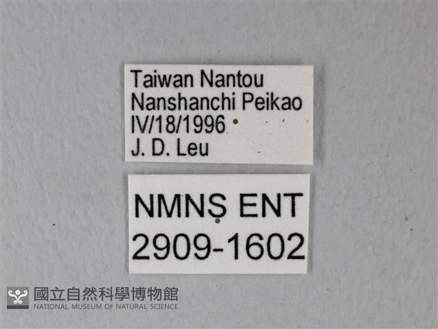 異粉蝶、雌白黃蝶藏品圖，第3張