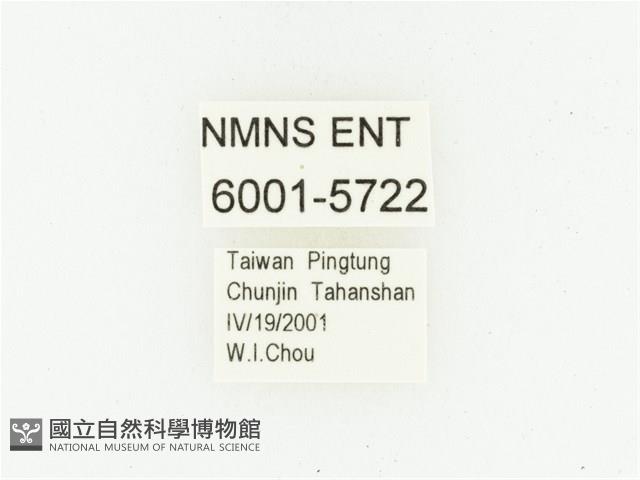 艷邊花金龜藏品圖，第2張