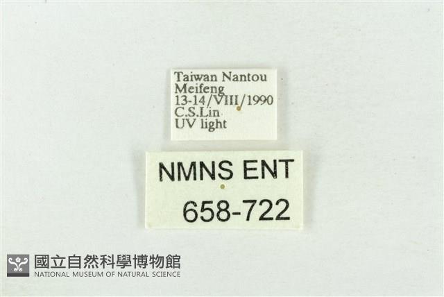 臺洒波紋蛾藏品圖，第3張