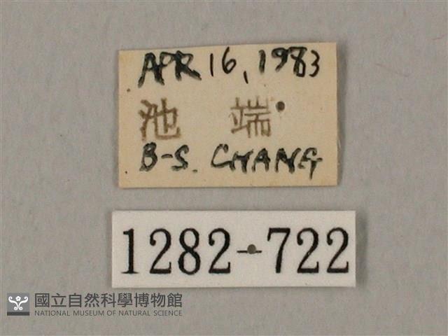 圓斑鷹翅天蛾藏品圖，第3張