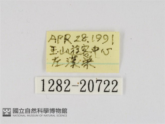 黃點弄蝶藏品圖，第3張