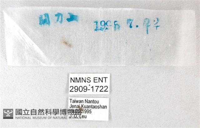 綠弄蝶藏品圖，第3張