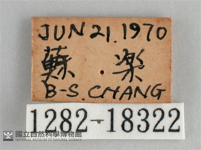 細帶環蛺蝶藏品圖，第3張